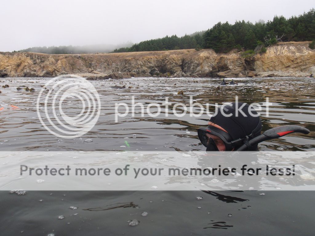 Recreational Abalone Diving in California Model for Sustainable