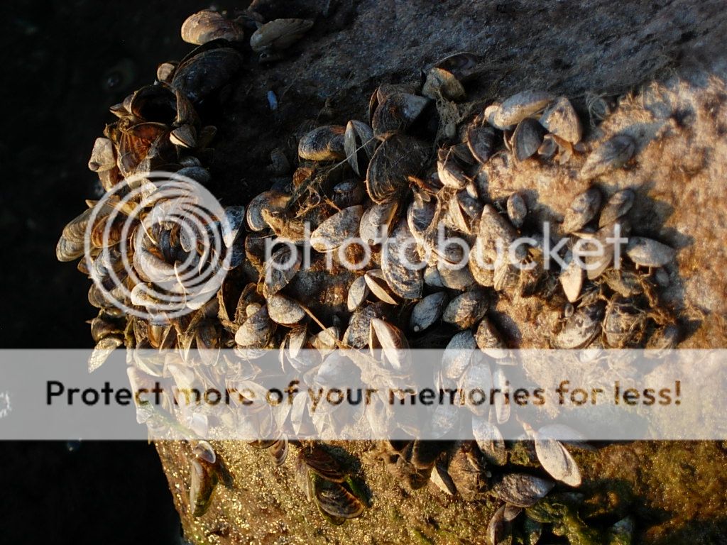 Zebra Mussels Invade Great Lakes: How Wisconsin Is Fighting to Bring