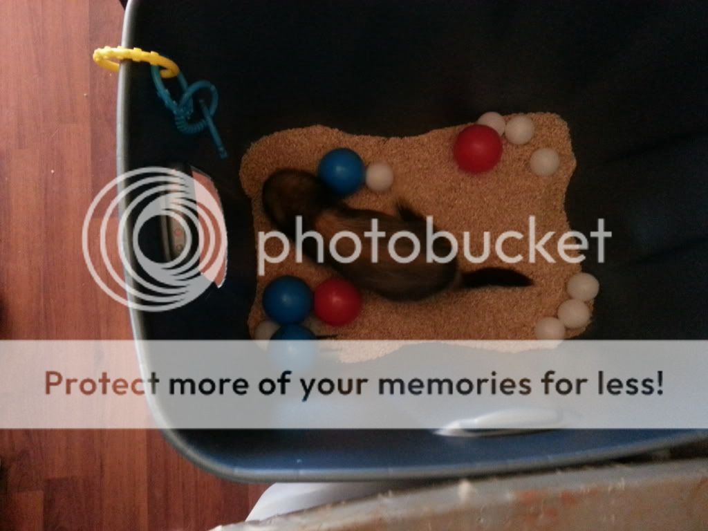 Rice Dig Box w/ pictures The Holistic Ferret Forum