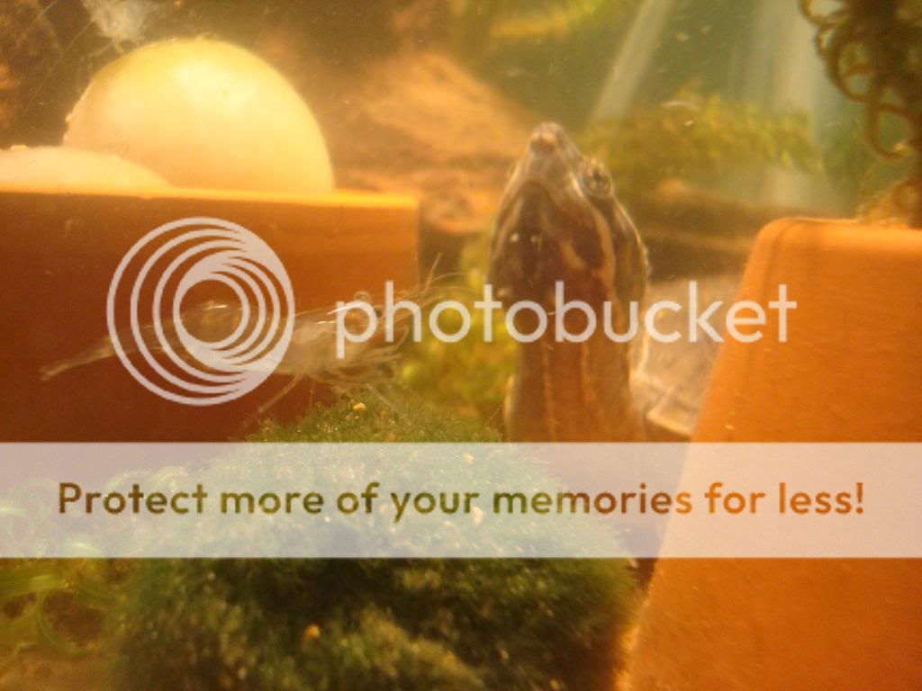 Musk turtles' new tank mates! Reptile Forums