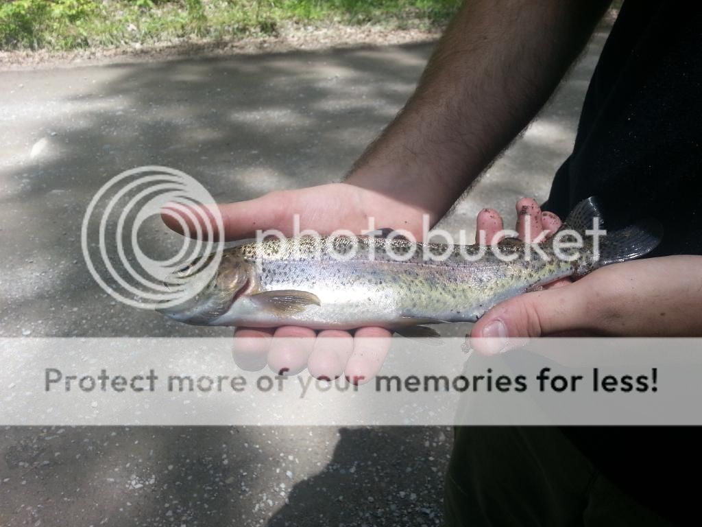 Pink meat Rainbow trout?