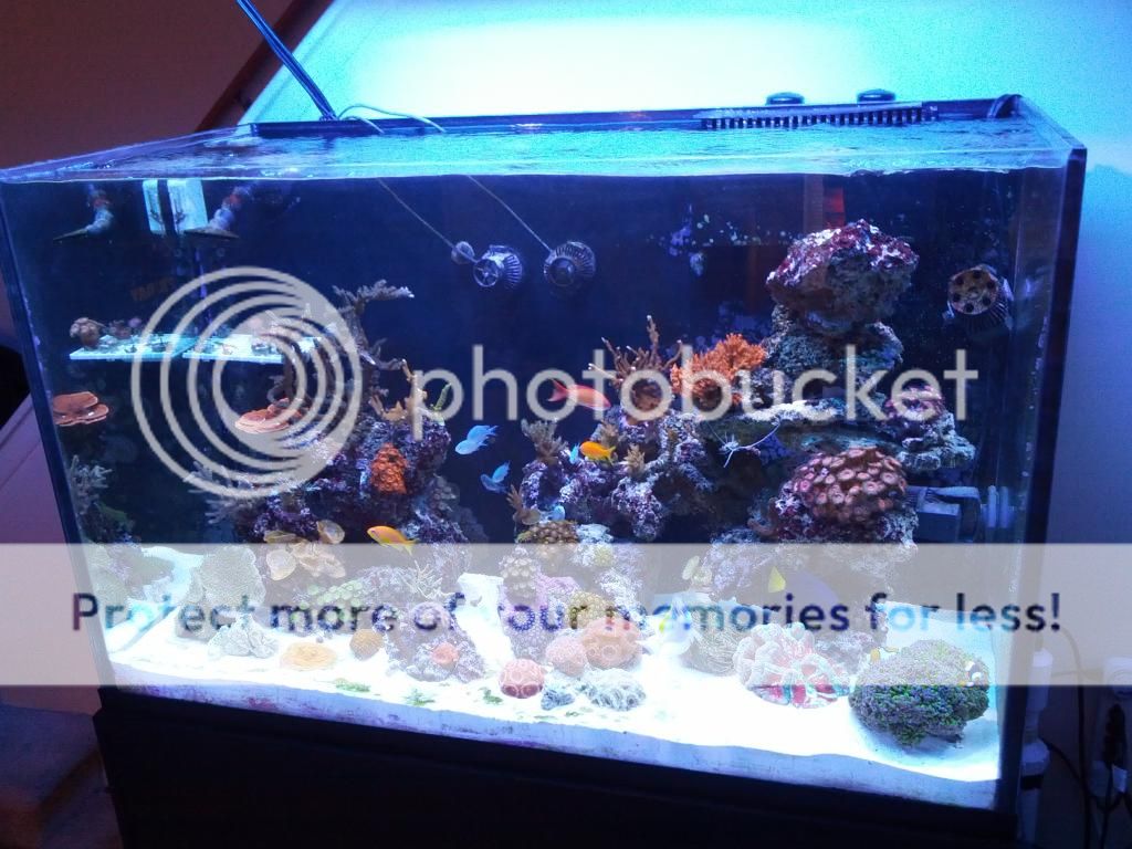 pvc pipe aquarium decoration