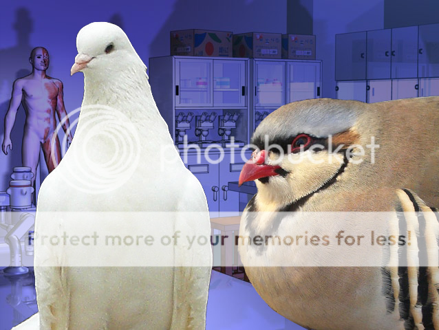photo BBL3-13_zpsc4962ad2.png