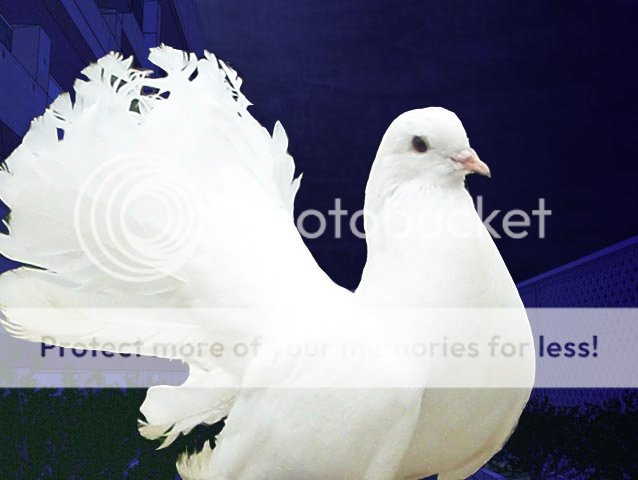 photo BBL5-09_zps209c4e74.png